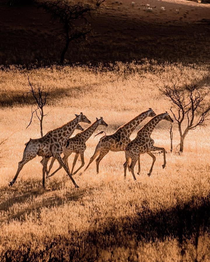 فيلا Bagatelle Kalahari Game Ranch Hardap المظهر الخارجي الصورة
