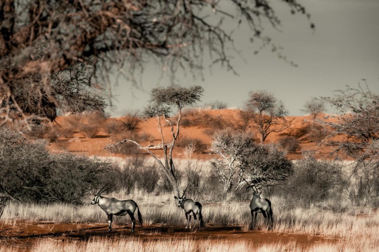 فيلا Bagatelle Kalahari Game Ranch Hardap المظهر الخارجي الصورة
