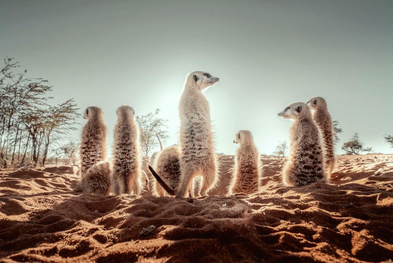 فيلا Bagatelle Kalahari Game Ranch Hardap المظهر الخارجي الصورة