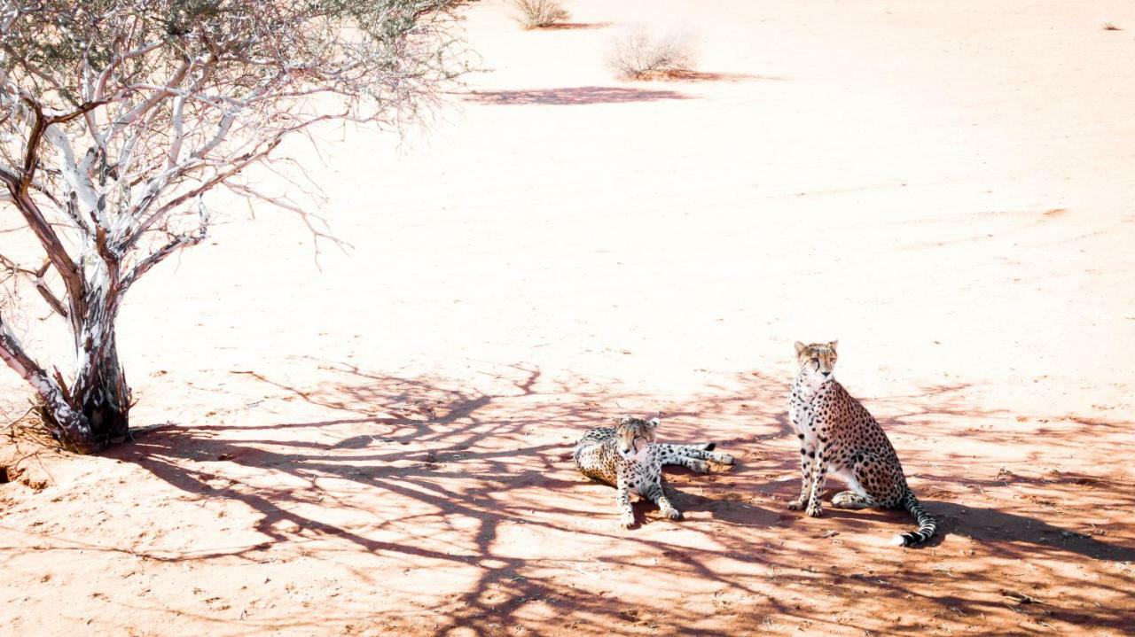 فيلا Bagatelle Kalahari Game Ranch Hardap المظهر الخارجي الصورة